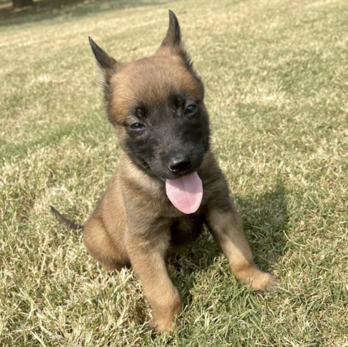 comprar cachorros sanos, baratos y asequibles para la venta